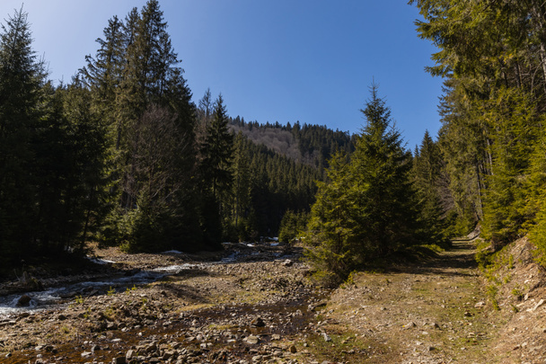 Camino sucio cerca del río de montaña y el bosque a la luz del día  - Foto, Imagen