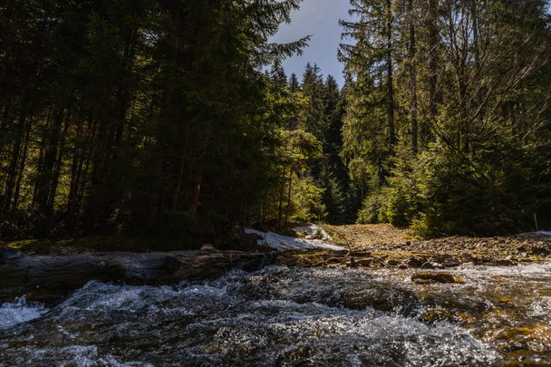 Mountain river with sunlight and pine forest at daytime  - Foto, Imagen