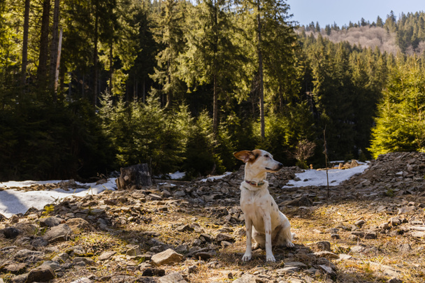 Σκύλος κοιτάζει μακριά στο ξέφωτο με πέτρες στο ορεινό δάσος  - Φωτογραφία, εικόνα