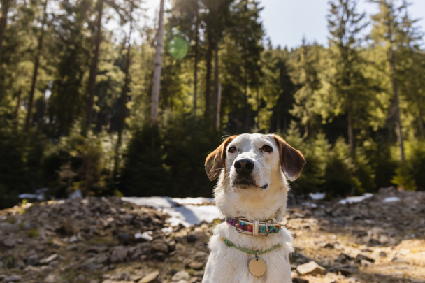 Σκύλος κοιτάζει μακριά σε θολή δάσος την άνοιξη  - Φωτογραφία, εικόνα