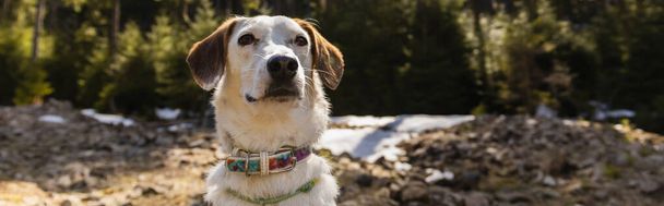 Dog with collar looking away in blurred forest, banner  - Fotoğraf, Görsel