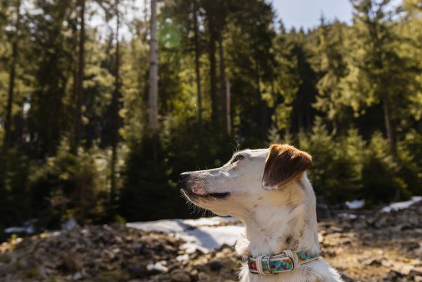 Dog with collar looking away in blurred forest at daylight  - 写真・画像