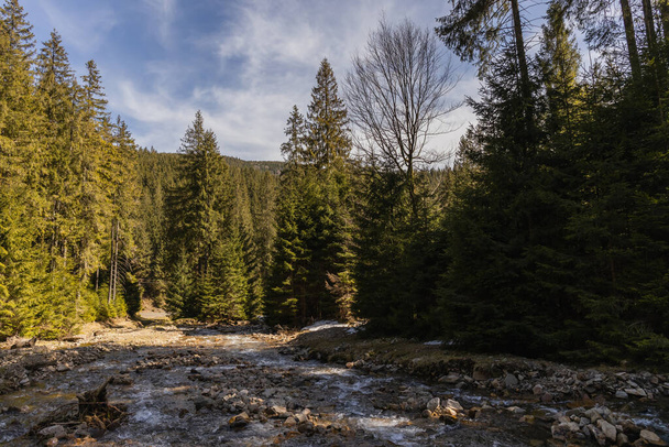 River with stones and evergreen forest at daylight  - Foto, Imagem