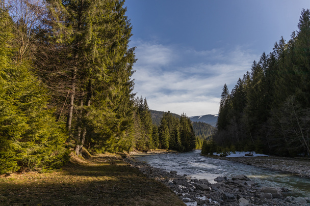 Szcenírozott kilátás örökzöld erdő, hegyi folyó és kék ég  - Fotó, kép