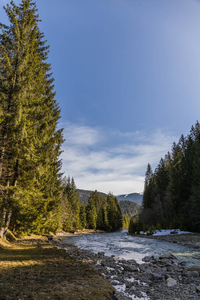 Landscape with tall spruce trees and mountain river  - Foto, Bild