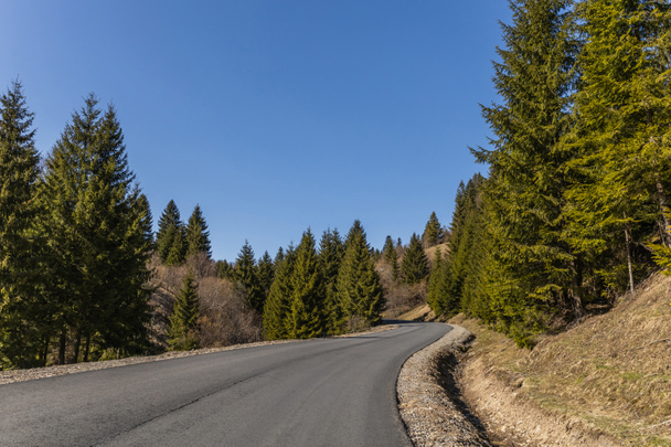 Empty road and coniferous forest with blue sky at background  - Valokuva, kuva