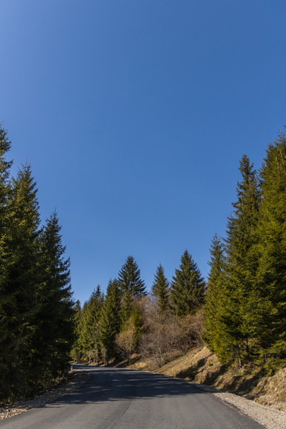 Empty road in coniferous forest with blue sky at background  - 写真・画像