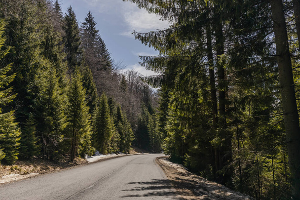 Empty road and fir forest in spring  - Φωτογραφία, εικόνα
