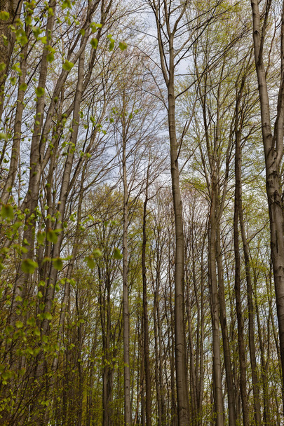 Высокие деревья с зелеными листьями весной  - Фото, изображение
