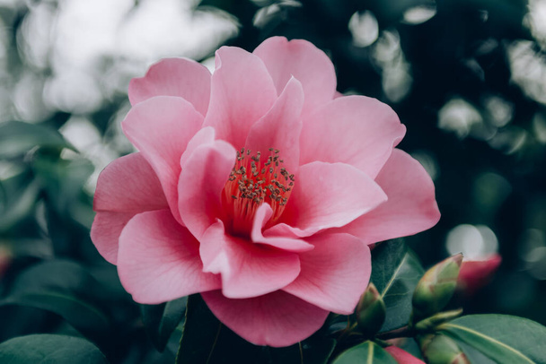 Piękne różowe Evergreen Camellia Drzewo z kwitnącymi kwiatami w czasie wiosny w English Garden, Wielka Brytania. Wiosenne tło kwiatowe - Zdjęcie, obraz