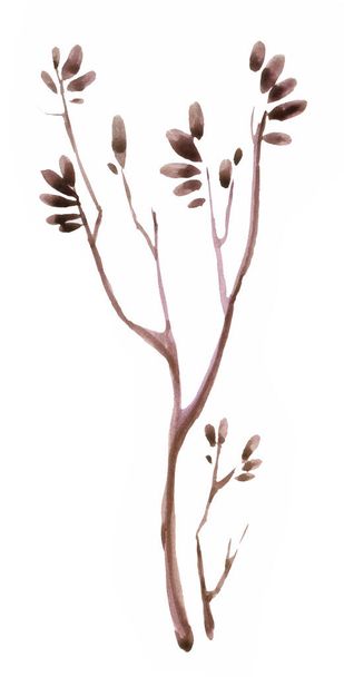 Autum Leaves on branch isolated on white background - Φωτογραφία, εικόνα