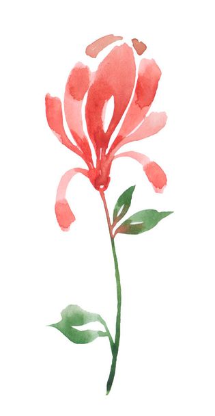 bela flor vermelha, ilustração aquarela no fundo branco - Foto, Imagem
