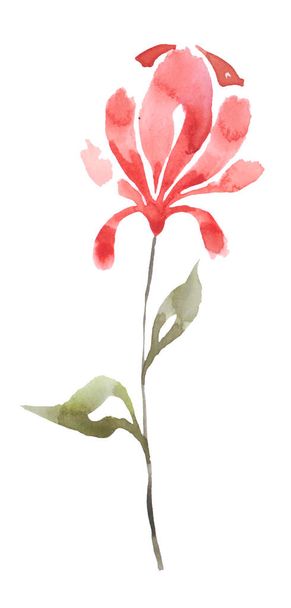 flower on soft pastel red color on white background - Zdjęcie, obraz