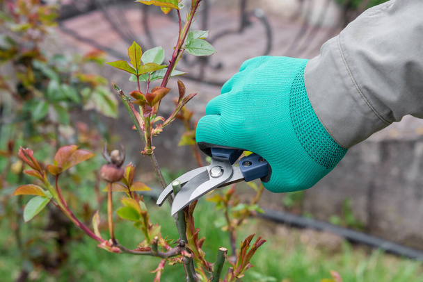 Jardinero cortando la rama de rosa en la primavera. - Foto, Imagen
