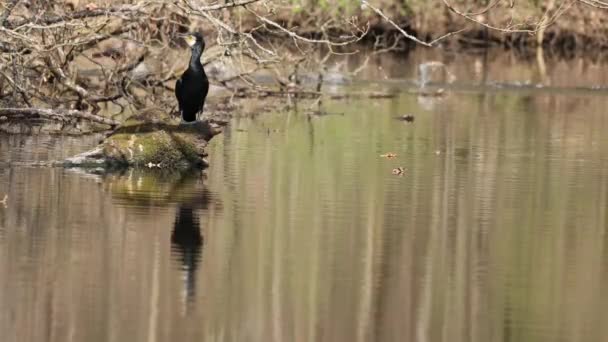 4k filmato di un grande cormorano nero seduto su un albero in uno stagno chiamato Jacobiweiher accanto a Francoforte, Germania in una serata di sole in primavera. - Filmati, video