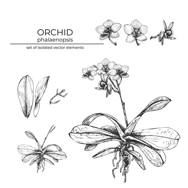151 _ phalaenopsis ορχιδέα ρεαλιστική διανυσματική απεικόνιση λουλουδιών ορχιδέας, σετ από μίσχους, φύλλα, μπουμπούκια, στοιχεία τροπικού σχεδιασμού για αρωματοποιία, καλλυντικά, προϊόντα προσωπικής φροντίδας, σκίτσο, ασπρόμαυρο - Διάνυσμα, εικόνα