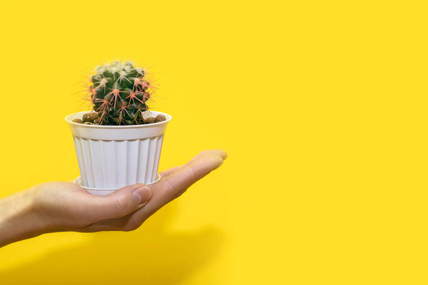 Ένα ανθρώπινο χέρι κρατά ένα μικρό διακοσμητικό κάκτο σε μια λευκή κατσαρόλα σε κίτρινο φόντο. Ένα αγκαθωτό αειθαλές φυτό που ανήκει στο γένος των κάκτων αγαπά τη ζεστασιά. Μικρός κάκτος με ροζ βελόνες - Φωτογραφία, εικόνα