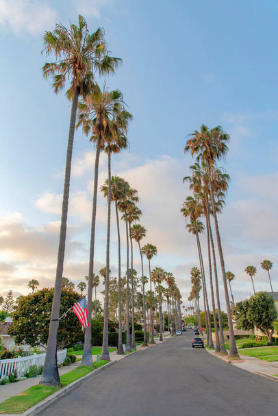 Columnar palm trees along the asphalt road at La Jolla, California. Residential area with front lawns and sidewalks near the road with parked vehicles. - Photo, Image