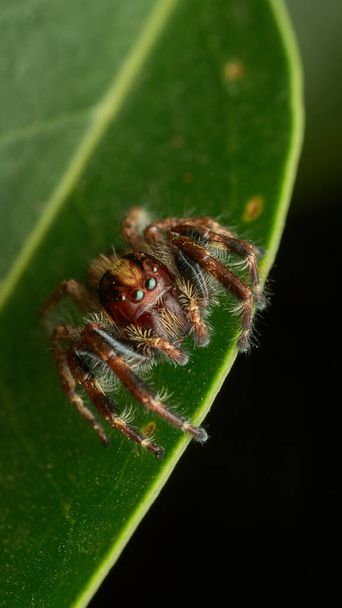 Details of a brown jumping spider on a green leaf - 写真・画像