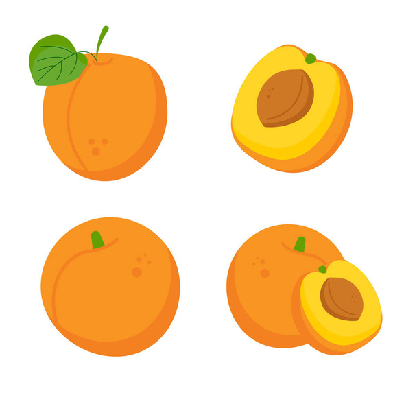 Set of different apricot fruits - Vector, imagen