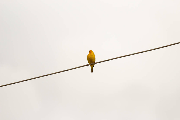 Gri gökyüzü ile elektrik kabloları üzerinde kanarya kuşu - Fotoğraf, Görsel