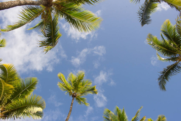 Coqueiral κάτω όψη σε μια ηλιόλουστη μέρα με μπλε ουρανό - Φωτογραφία, εικόνα