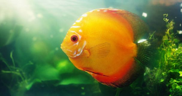 明るい色の魚はどの水族館にも素晴らしい追加です。淡水魚タンク内の赤い円盤のショット. - 写真・画像