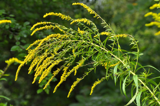 Solidago canadensis blooms wildly in nature in late summer - Photo, Image