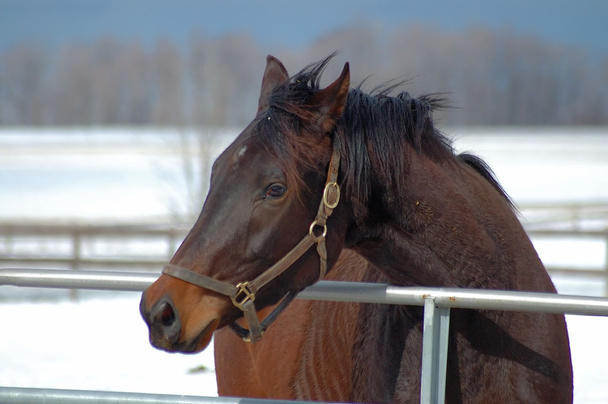 Hevonen talvella
 - Valokuva, kuva