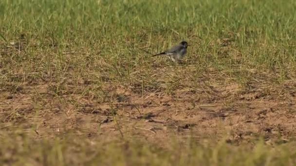 Pied wagtail is looking for food on the sandy coast. Motacilla alba - Filmagem, Vídeo