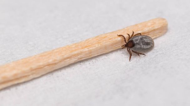 Closeup of small deer tick nymph and wooden toothpick end on a white background. Ixodes ricinus. Dangerous female parasitic mite full of sucked blood in doctor office or laboratory. Tick-borne diseases. - Foto, Imagem