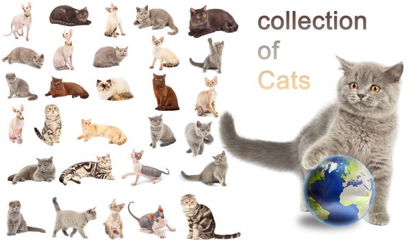 a macskák gyűjteménye - Fotó, kép