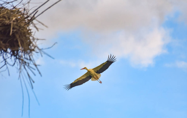 The stork soars in the blue sky - 写真・画像