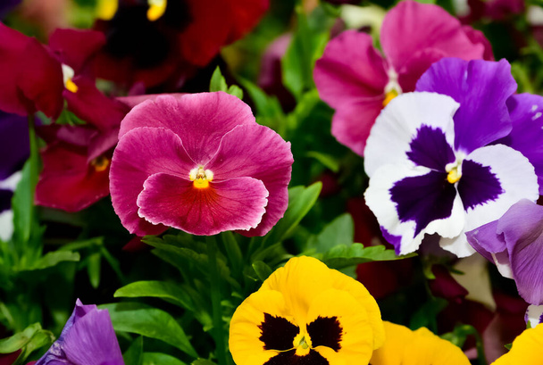 diverses fleurs de jardin, violettes de jardin. - Photo, image
