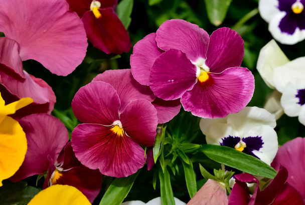 diverses fleurs de jardin, violettes de jardin. - Photo, image