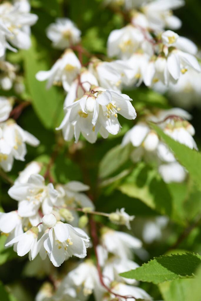 Slender deutzia (Deutzia gracilis) buds and flowers. Hydrangeaceae deciduous shrub. Endemic to Japan. From May to June, white florets are densely attached downward. - Photo, Image