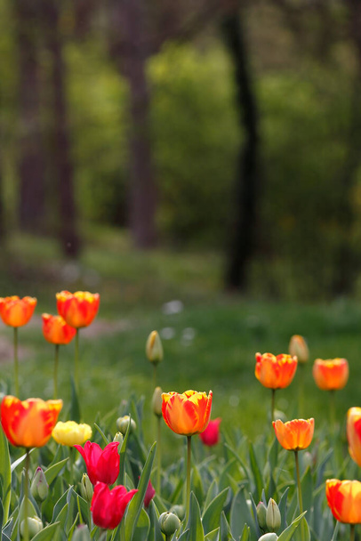 Tulips in the garden. Tulips in the spring. - Fotó, kép