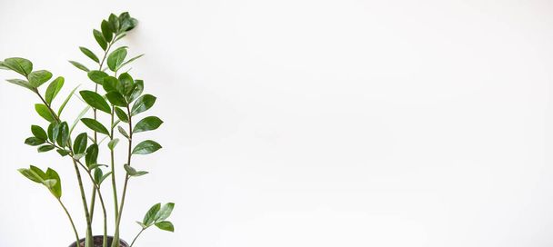 Koncepcja ogrodnictwa. Pionowe zdjęcie Zamioculcas roślina domowa rosnąca w białym garnku. Baner, miejsce na tekst - Zdjęcie, obraz