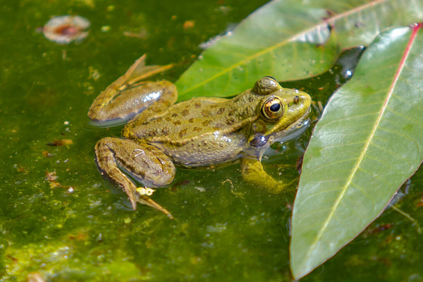 Žáby se zelenou kůží s tmavými skvrnami na stojaté vodě laguny s vodními rostlinami. malí obojživelníci. Sladkovodní plazi. - Fotografie, Obrázek