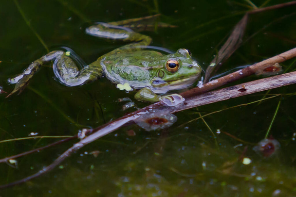 Green-skinned frogs with dark spots on the stagnant water of a lagoon with aquatic plants. small amphibians. Freshwater reptiles. - Photo, Image