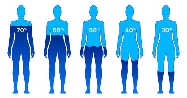 Female body with different water level percentages, vector illustration, isolated on background. - Vetor, Imagem