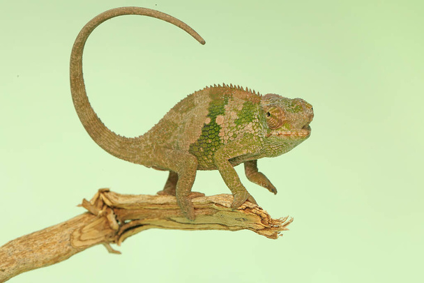 A young Fischer's chameleon is crawling on tree branches. This reptile has the scientific name Kinyongia fischeri. - 写真・画像