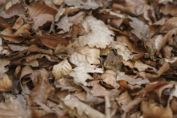 A small field mouse hiding in layer of leaf foliage in forest - Photo, Image