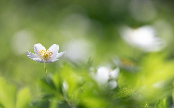 Primavera flores madeira anêmona foco seletivo - Foto, Imagem