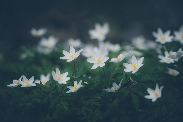 spring flowers wood anemone selective focus - Foto, Imagen