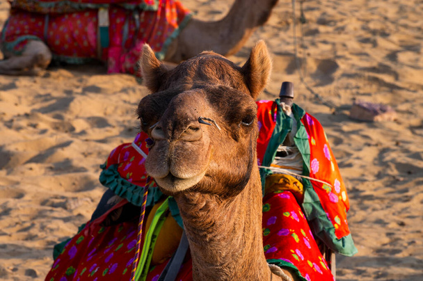 Porträt eines Kamels, Gesicht beim Warten auf Touristen für Kamelritt in der Wüste Thar, Rajasthan, Indien. Kamele, Camelus dromedarius, sind große Wüstentiere, die Touristen auf dem Rücken tragen. - Foto, Bild