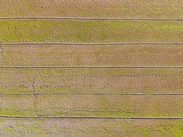 Изображение рисовых полей в сельской местности с воздуха - Фото, изображение