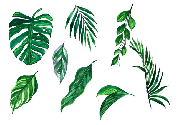 Beautiful green tropical leaves set design - Vettoriali, immagini