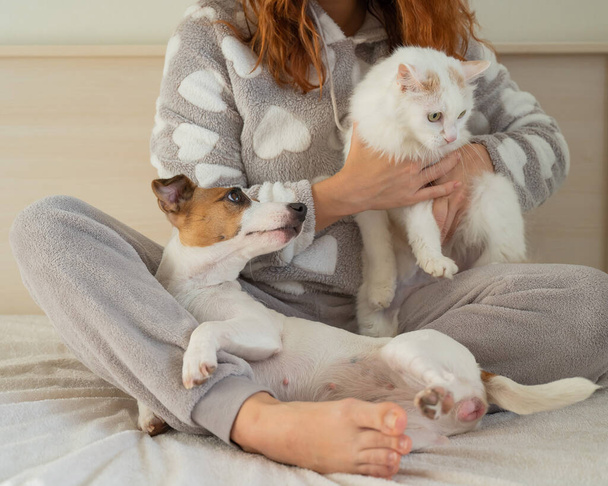 Caucasian woman holding a white fluffy cat and Jack Russell Terrier dog while sitting on the bed. The red-haired girl hugs with pets. - Photo, Image