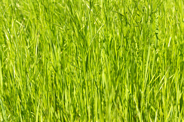 Young green grass as a background - Photo, Image